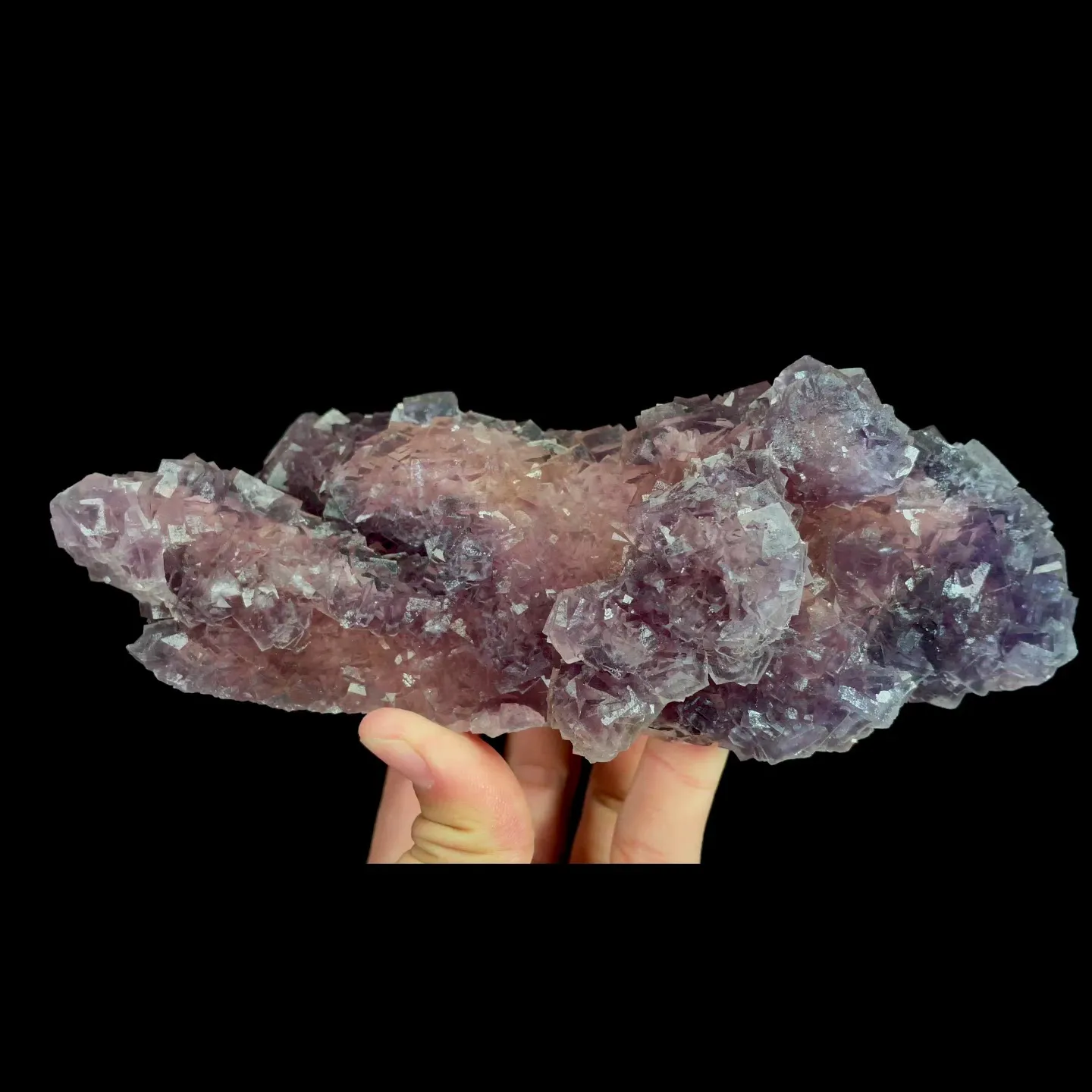 specimen video