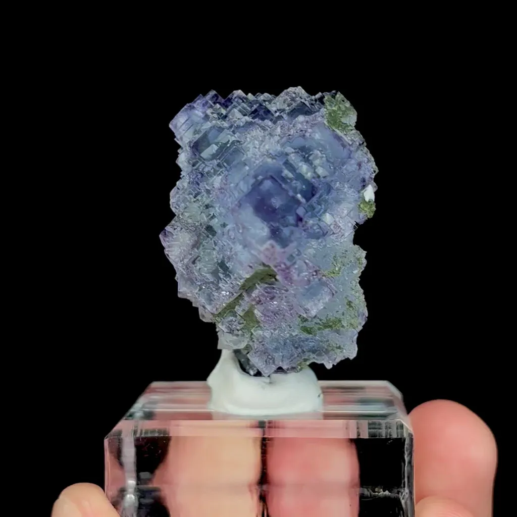 specimen video