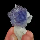 specimen video