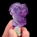 specimen video