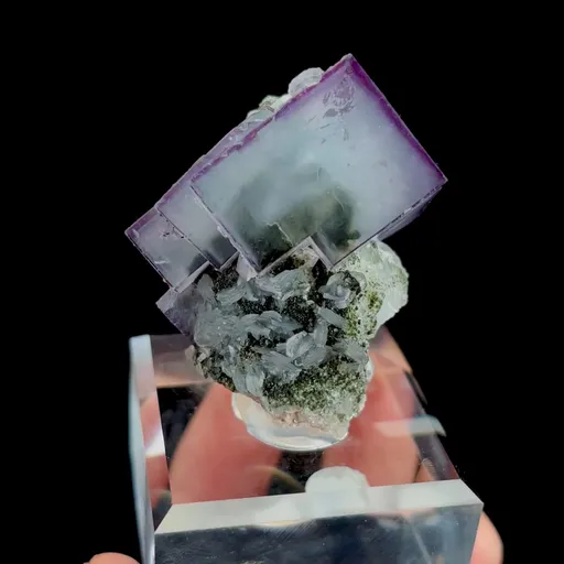specimen video