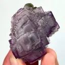 specimen video