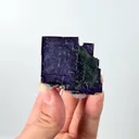 specimen video