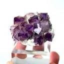 specimen video
