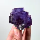 specimen video