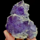 specimen video