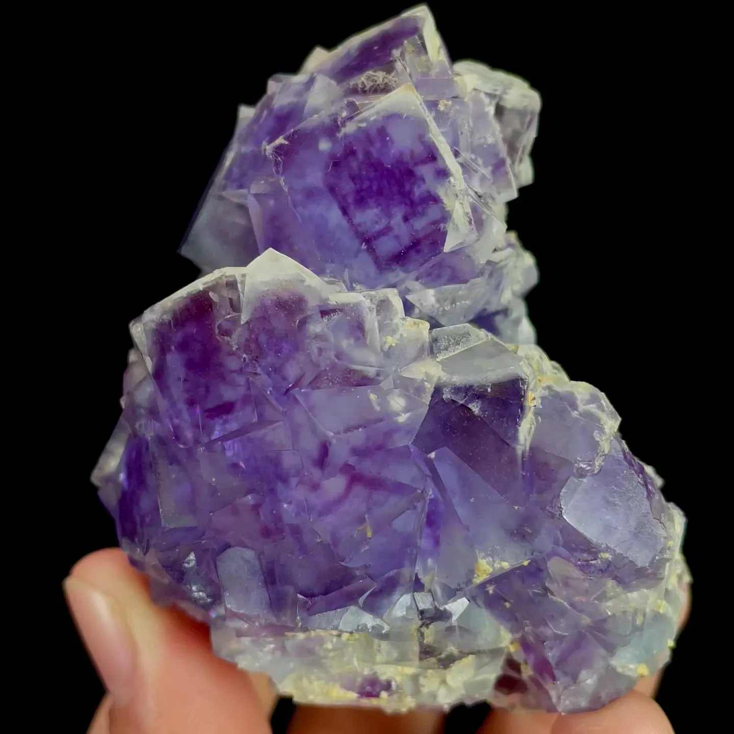specimen video