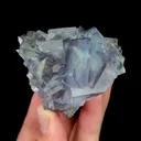 specimen video