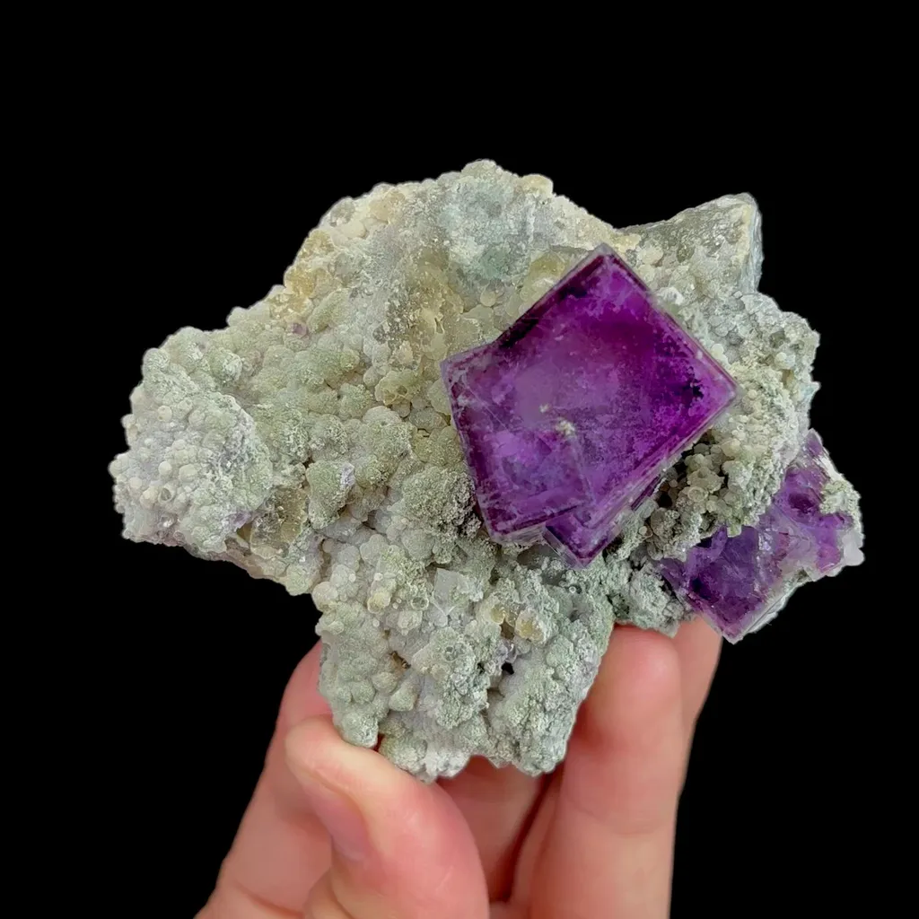 specimen video