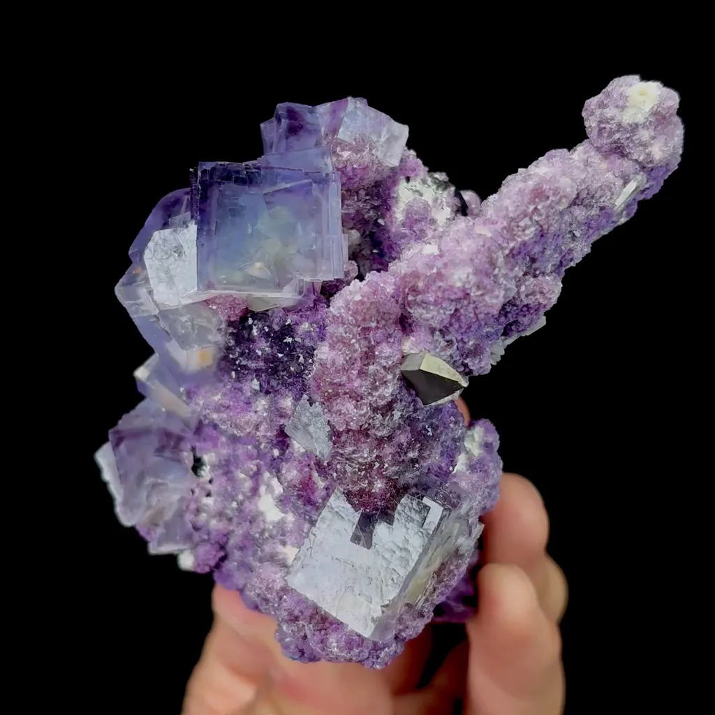specimen video