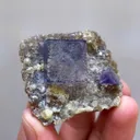 specimen video