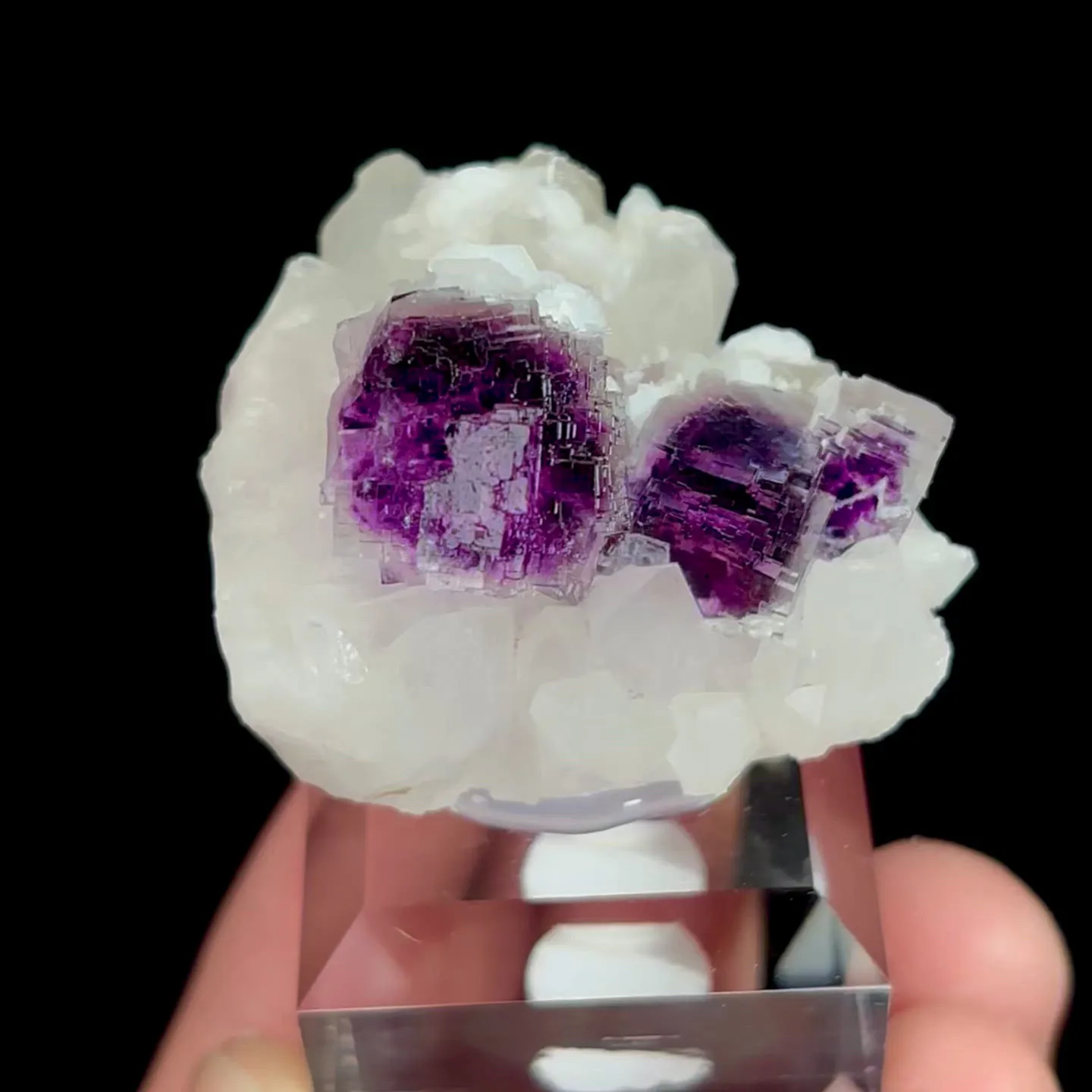 specimen video