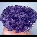 specimen video