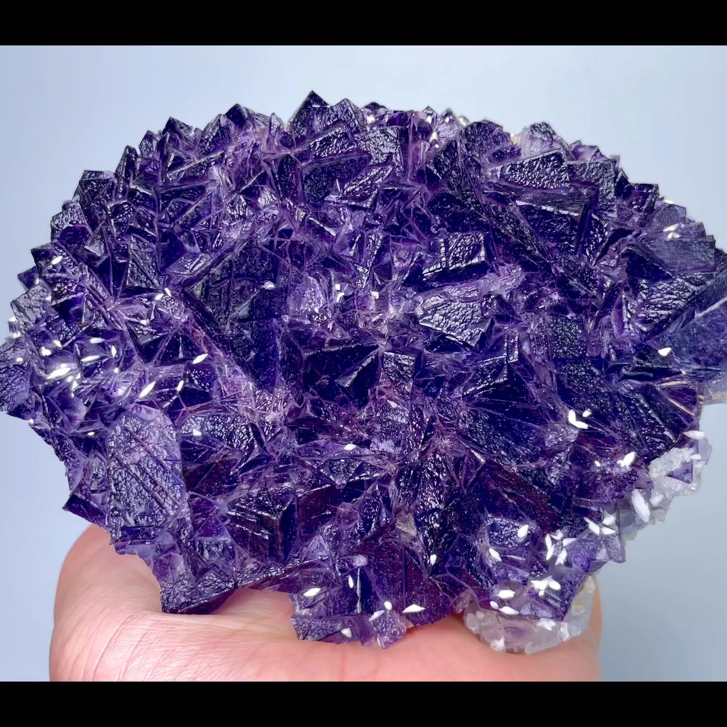 specimen video