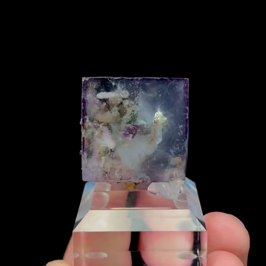 specimen video