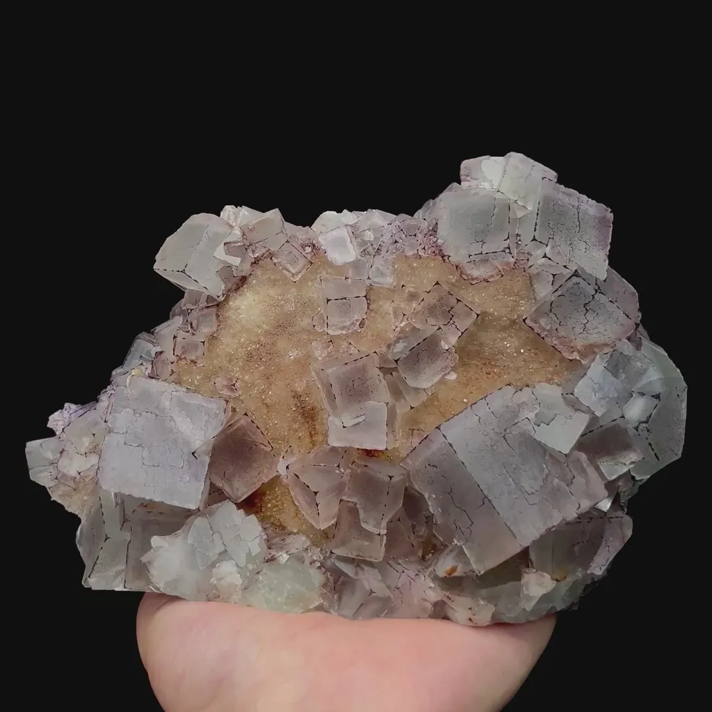 specimen video