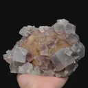 specimen video