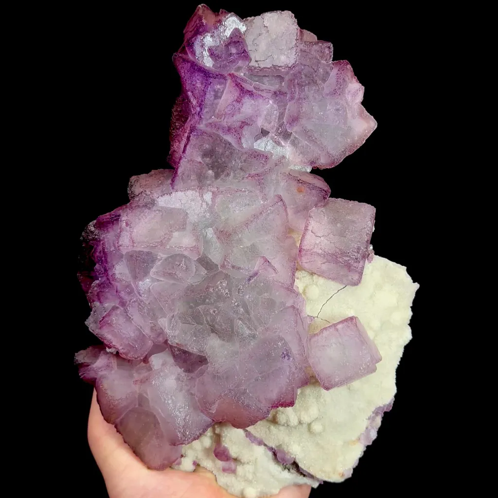 specimen video