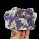 specimen video