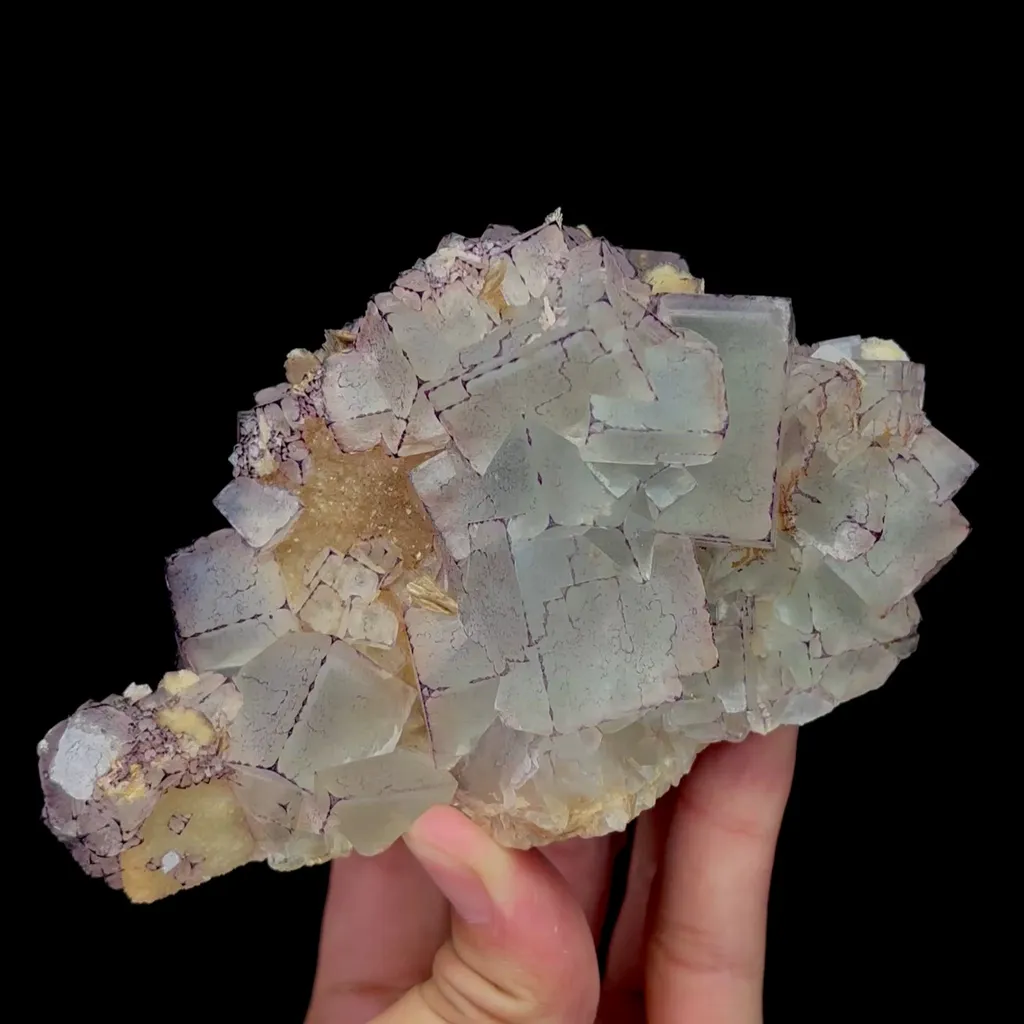 specimen video