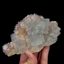 specimen video