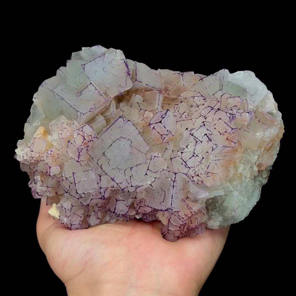 specimen video