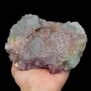 specimen video