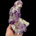 specimen video