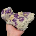 specimen video