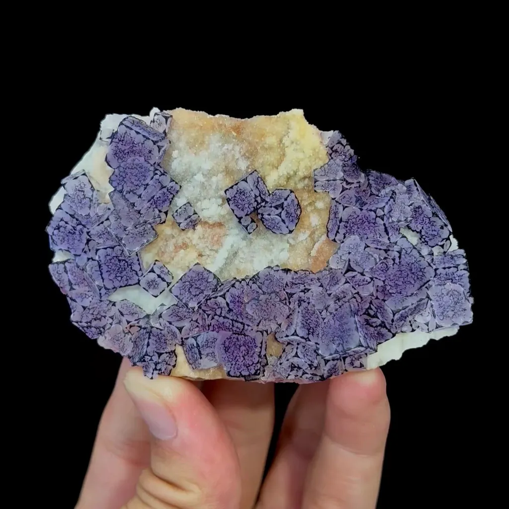 specimen video