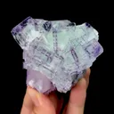 specimen video