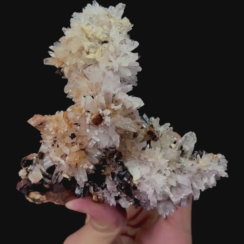 specimen video