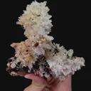 specimen video