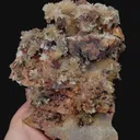 specimen video
