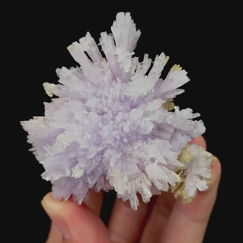 specimen video