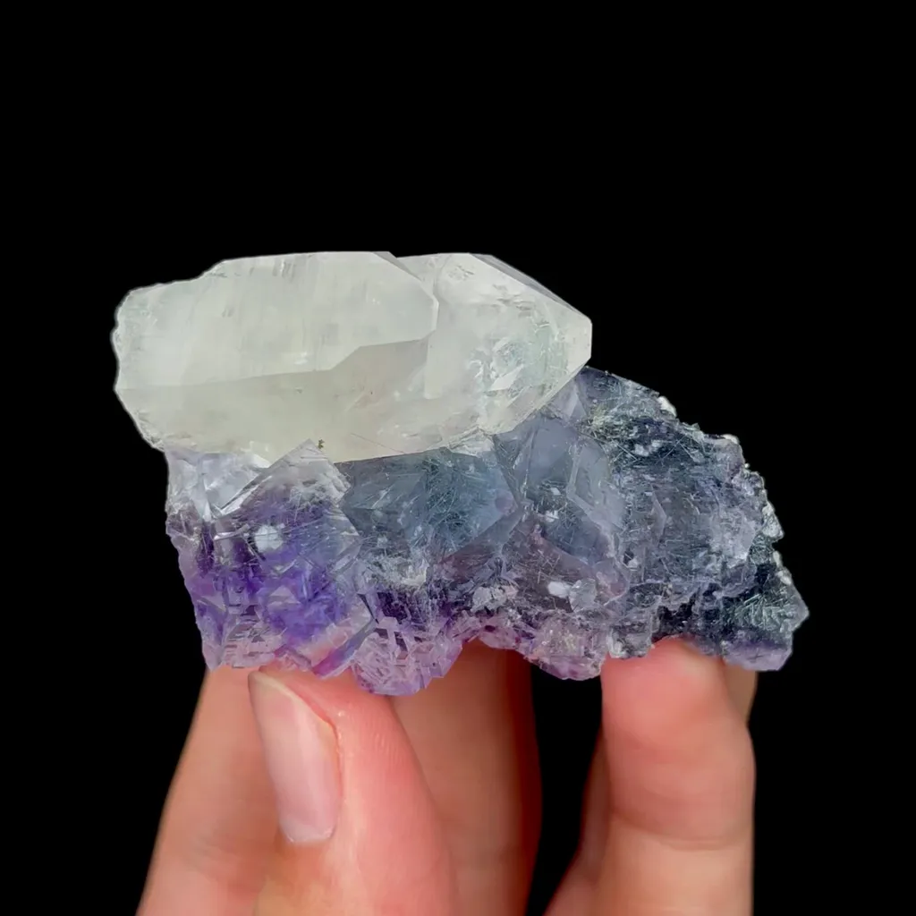 specimen video