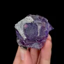 specimen video