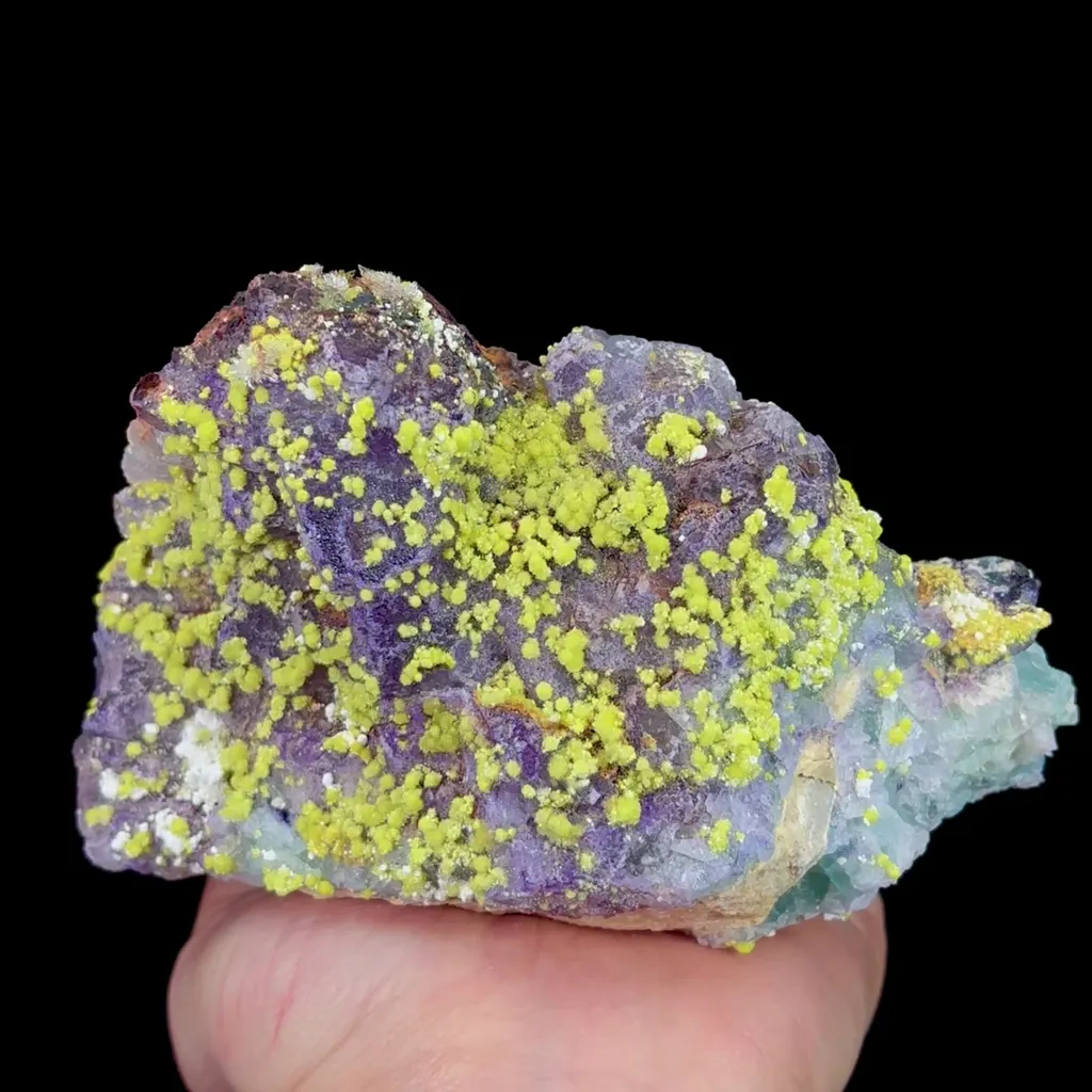 specimen video