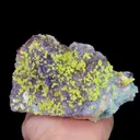 specimen video