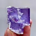 specimen video
