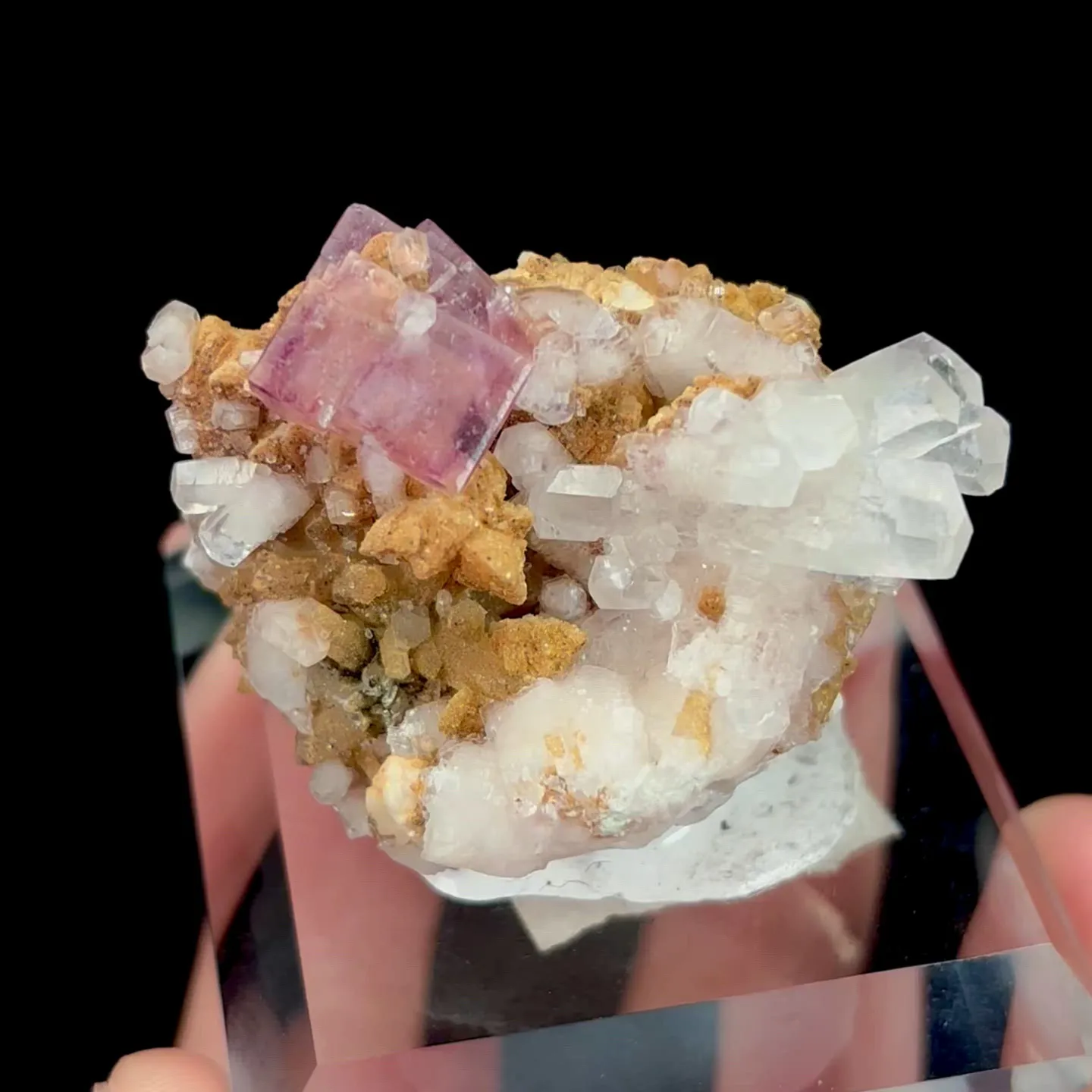 specimen video