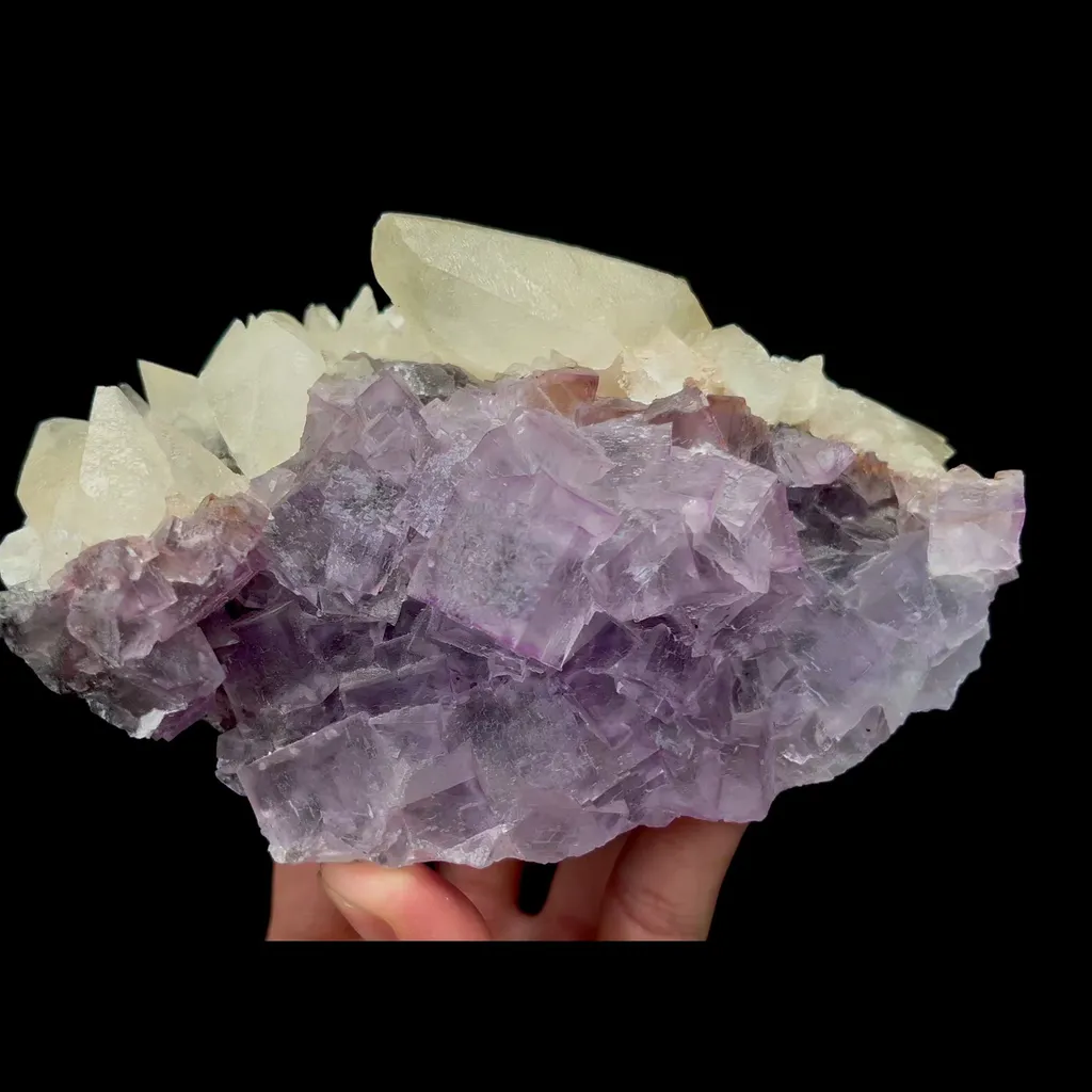 specimen video