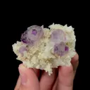 specimen video