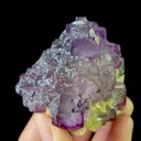 specimen video