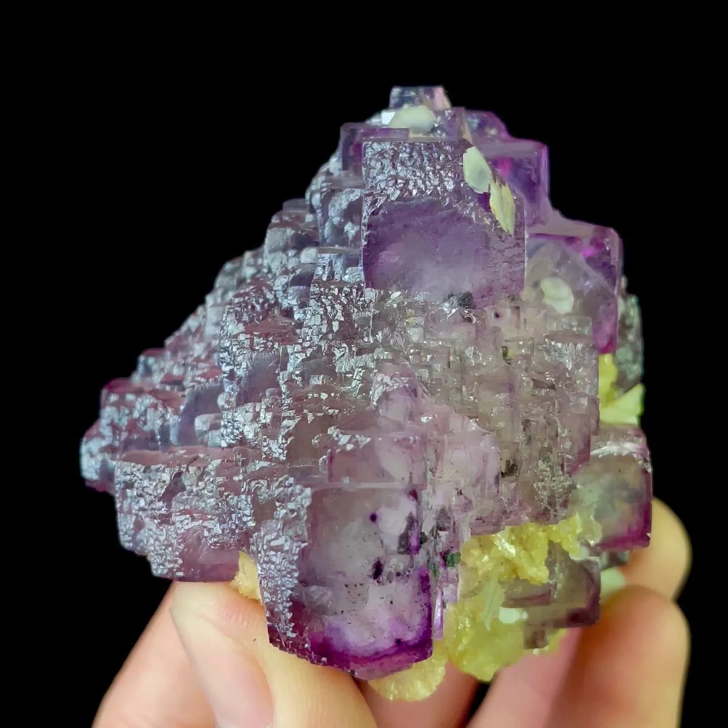 specimen video