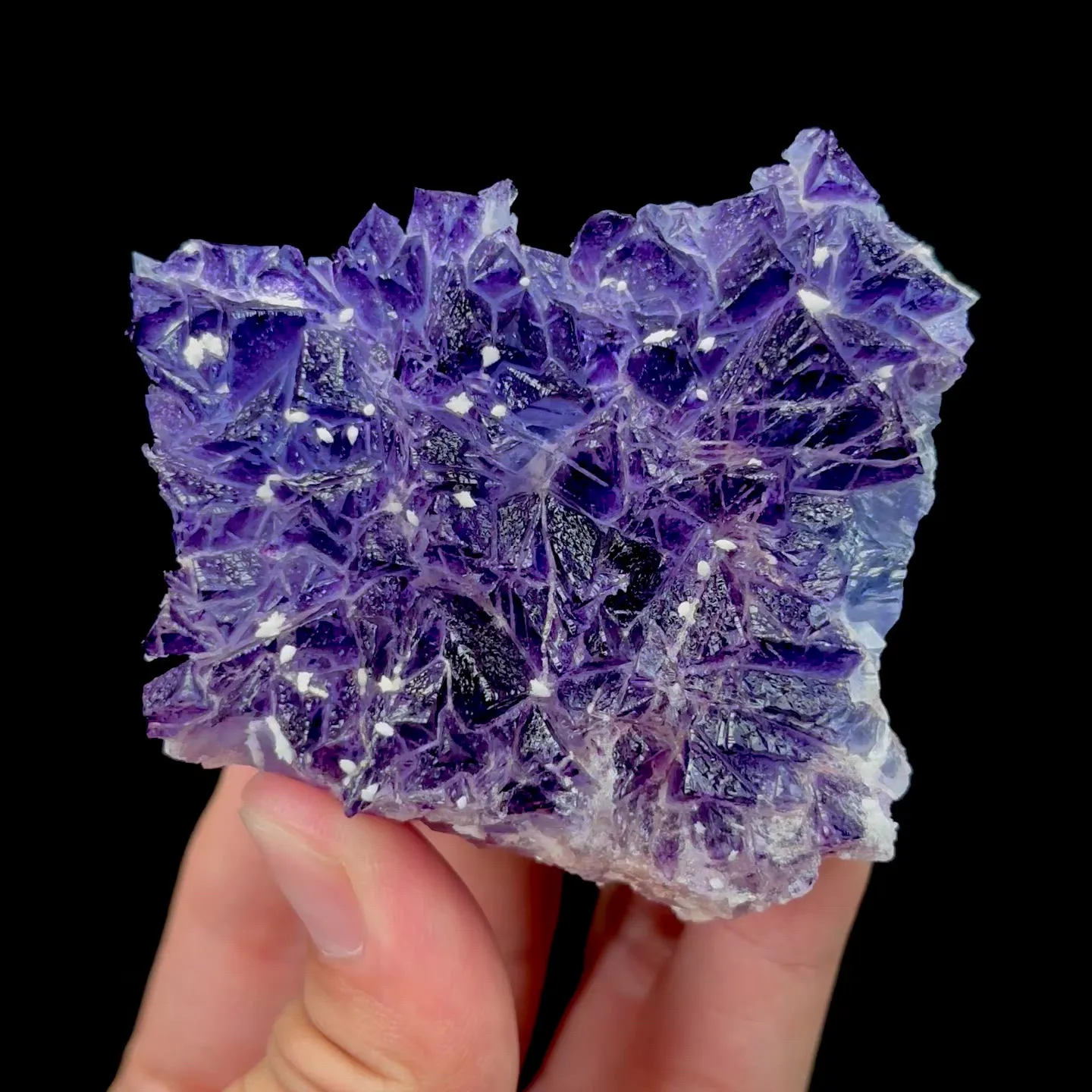 specimen video