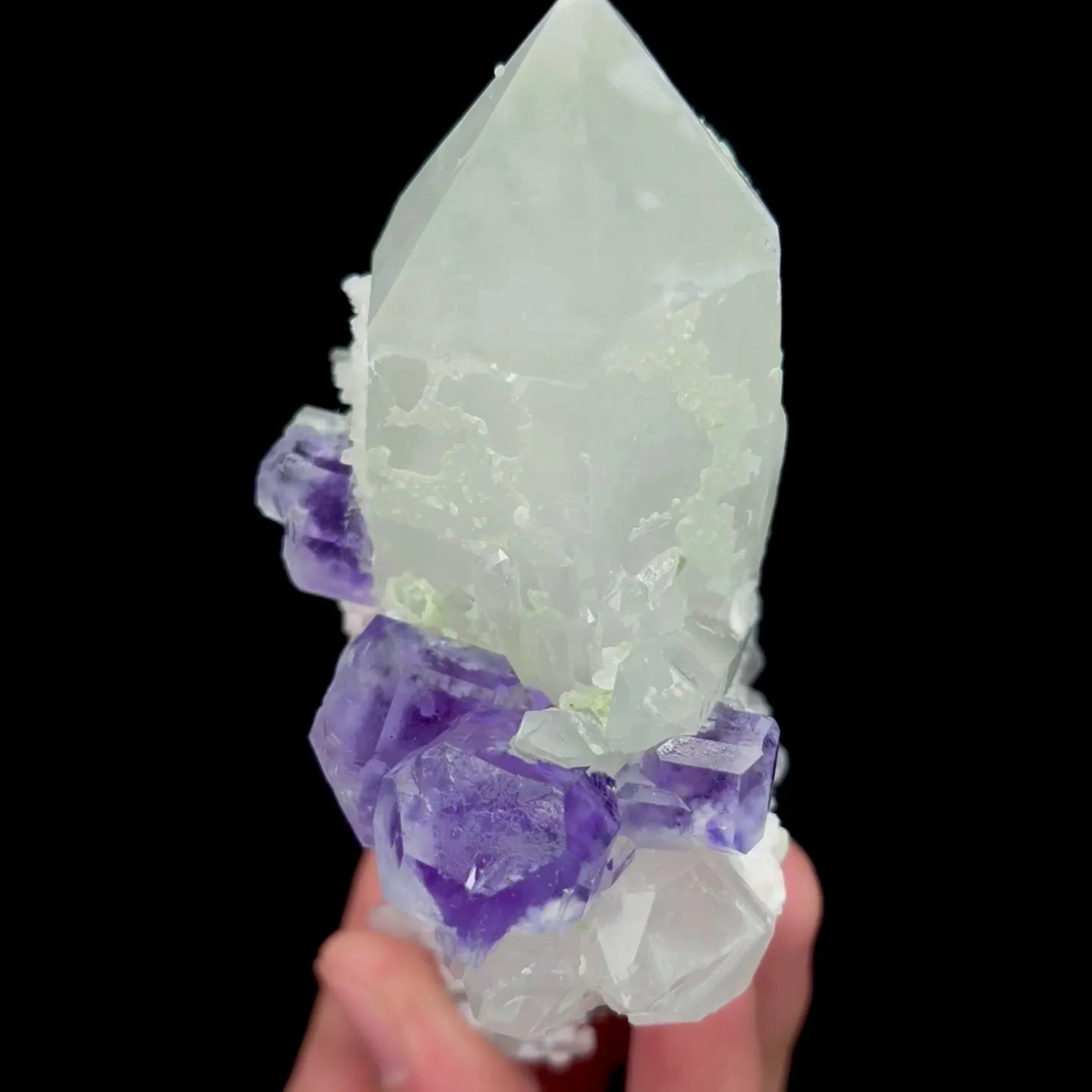 specimen video