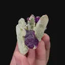 specimen video