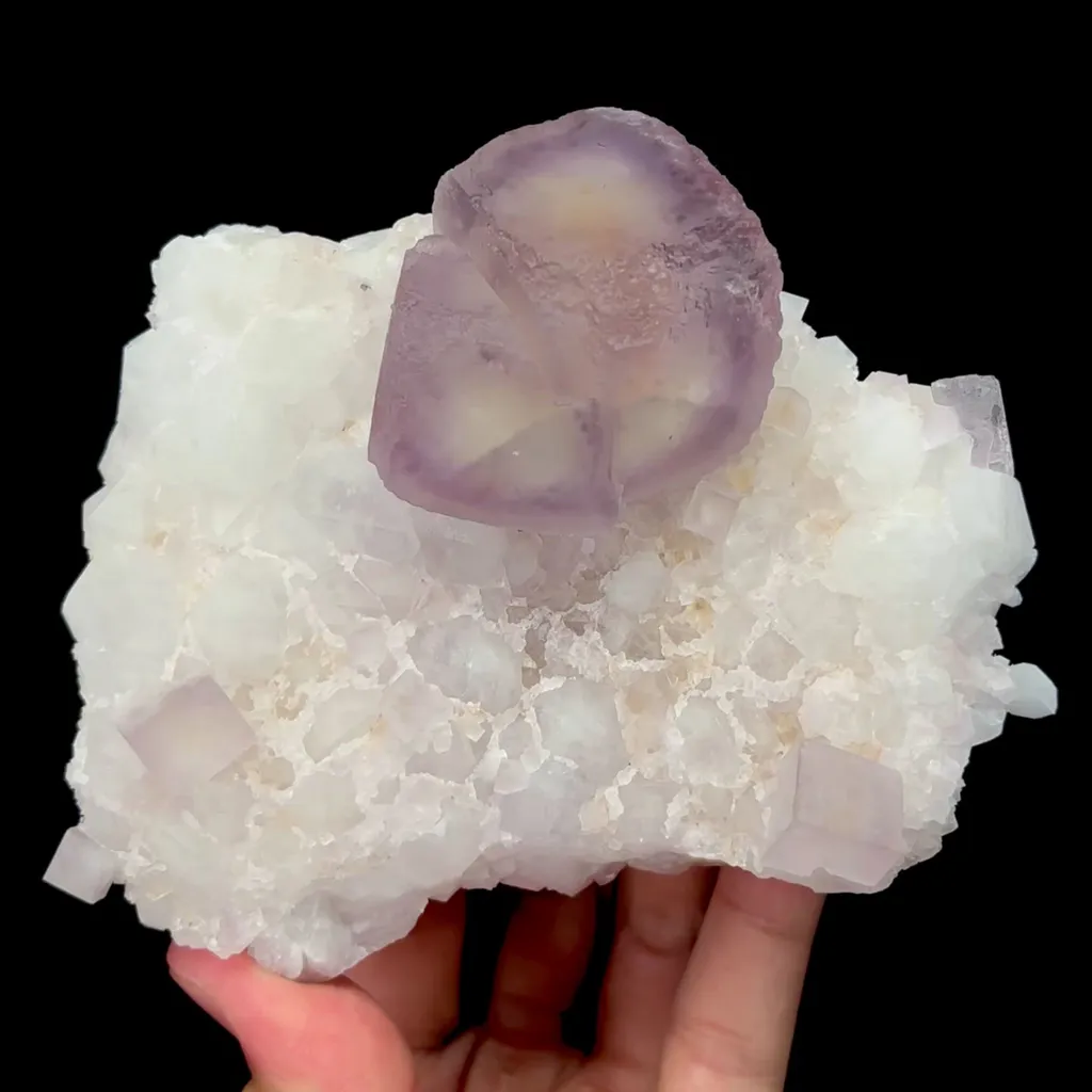 specimen video