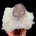 specimen video